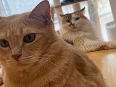 -是阿柴呀！柴犬咖啡·爱喵喵猫咖