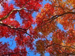 -叠溪松坪沟景区