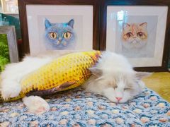 -共舞时光猫咖·狗咖(新街口店)
