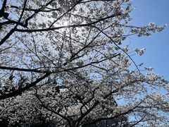 -武汉大学-樱园