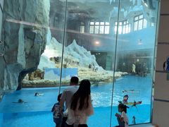 -帝企鹅自助餐厅•儿童岛•真企鹅(长隆企鹅酒店)