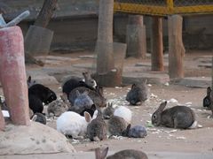 -合肥野生动物园
