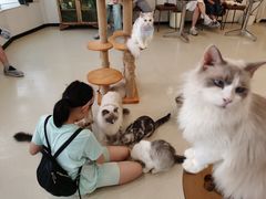 -共舞时光猫咖·狗咖(新街口店)