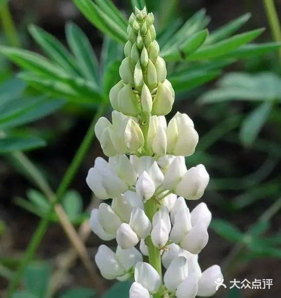 是淡淡雅雅的浅紫，清丽脱俗。好喜欢