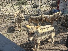 -哈尔滨北方森林动物园