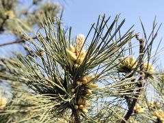 -北京西山国家森林公园