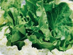 -墨脱石锅椰子鸡•香草鸭•东山羊(大东海店)