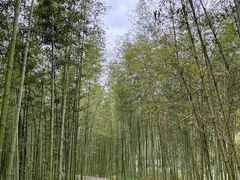 -莫干山风景区