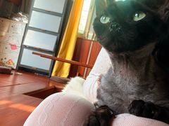 -楼上猫咖(罗湖店)