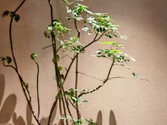 -荷风细雨·中国茶宴(碧云店)