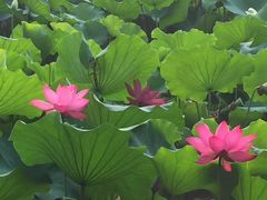 -洛阳市隋唐城遗址植物园