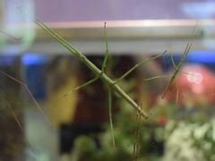 -上海昆虫博物馆