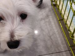 -柴犬小屋·柴餐厅·狗咖食堂(金鼎广场店)