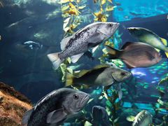-瑞普利水族馆