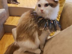 -啵啵喵·猫咖(攀华国际店)