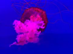 -多彩贵州城极地海洋世界