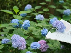 -上海滨江森林公园