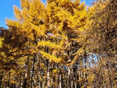 -黑龙江省森林植物园