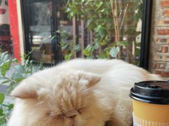 -豆逗聊愈猫阁Easy Life