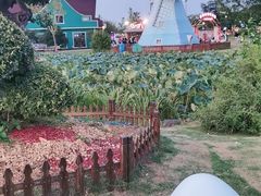 -荷兰花海