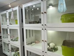 -青奢宠物·青奢猫舍