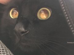 -爱侣宠医·鹦鹉专科·小型哺乳类·异宠专科(灵石路店)