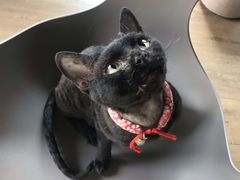 -东方名猫馆·英短金渐层布偶猫舍(环线广场1号楼店)