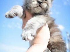 -十年猫舍·猫咪专门店(普陀店)