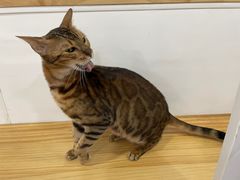 -李小姐の猫咖啡馆(五角场店)