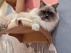 -滚猫咖啡·猫咖·猫友好撸猫(未来城店)
