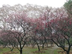 -武汉大学-樱园