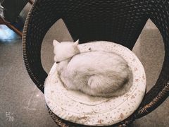 -猫色咖啡·猫咖