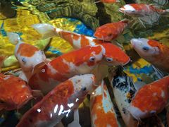 -太平洋海底世界