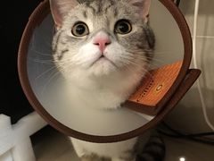 -艾贝尔宠物诊疗