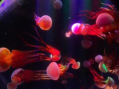 -海合安成都极地海洋公园