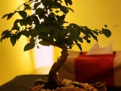 -小茶闲舍·观景商务茶馆(广州塔店)