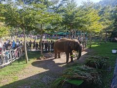 -野象谷景区