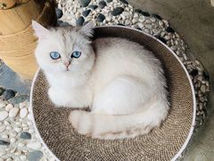 -喵屿·大理花园猫咖