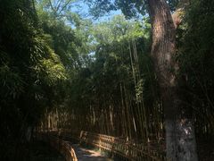 -西湖游船
