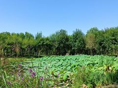 -东郊湿地公园