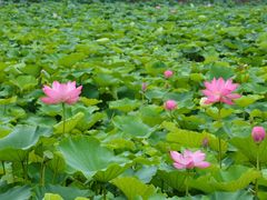 -荷塘月色湿地公园·向阳花洲