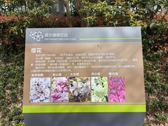 -高东镇樱花园