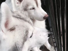 -TrueLove @ Neverland (Husky Cafe)