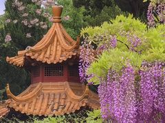 -嘉定紫藤园