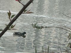 -九科绿洲