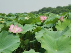 -西湖天地