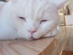 -猫的茶·猫咖