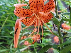 -五营红松林海景区