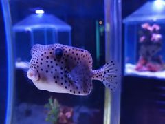 -太平洋海底世界