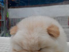 android_upload_pic-乐宠宠物店(世纪金源店)